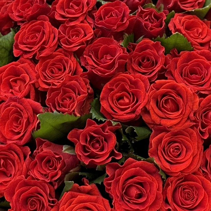 51 красная роза Эль Торо (El Toro Medium)